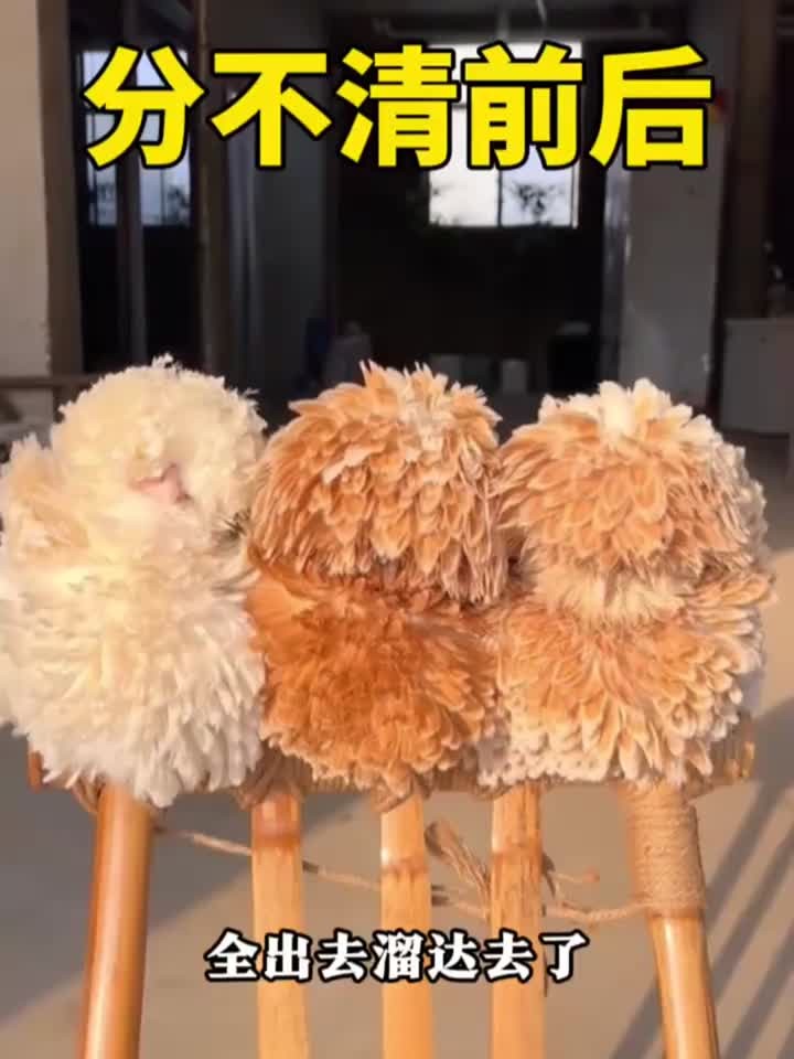 这是啥玩意,长得像鸡毛掸子