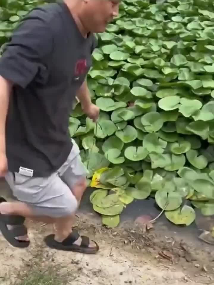 大哥用树枝钓到大黑鱼,这几脚脚法,多少也是世界级的