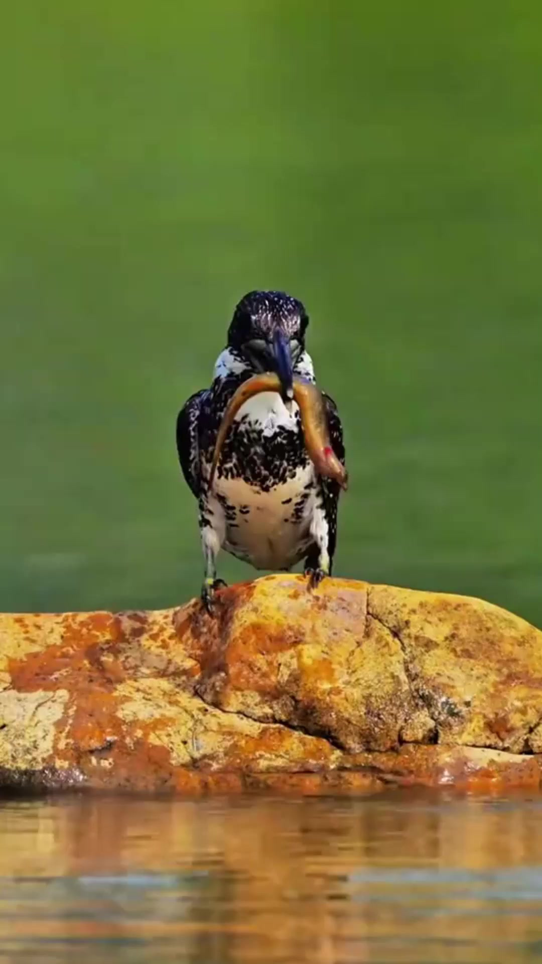 581.翠鸟捕鱼，直接把鱼给撞死_p271