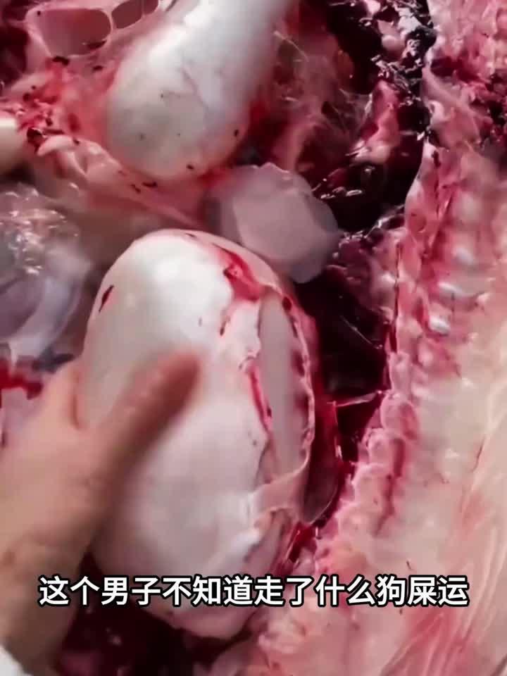 鱼内的宝石,真是长见识了