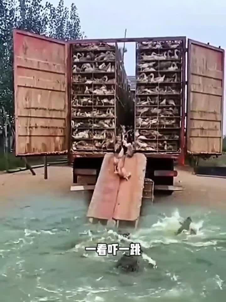 赶鸭子进鱼肚,太残忍了