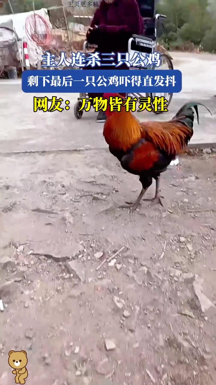 主人连杀三只公鸡，剩下最后一只公鸡吓得直发抖