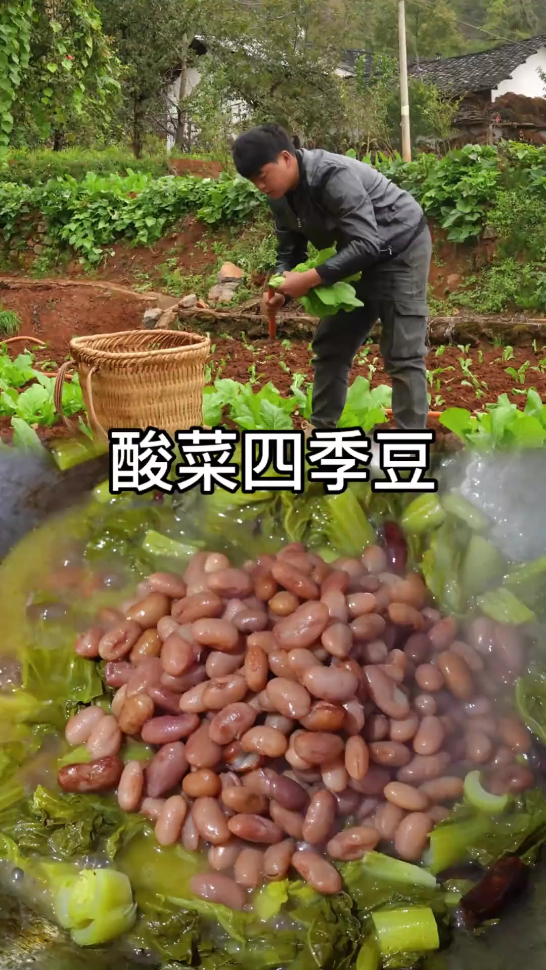 用小青菜腌制成酸菜,煮酸菜四季豆汤。今天能吃三碗饭