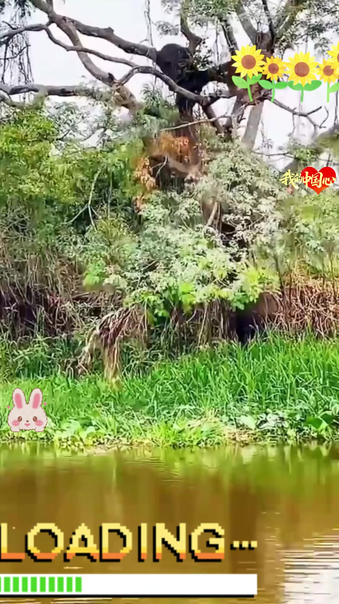 霸气的美洲豹狩猎鳄鱼,动作干净利落一招制敌,太帅气