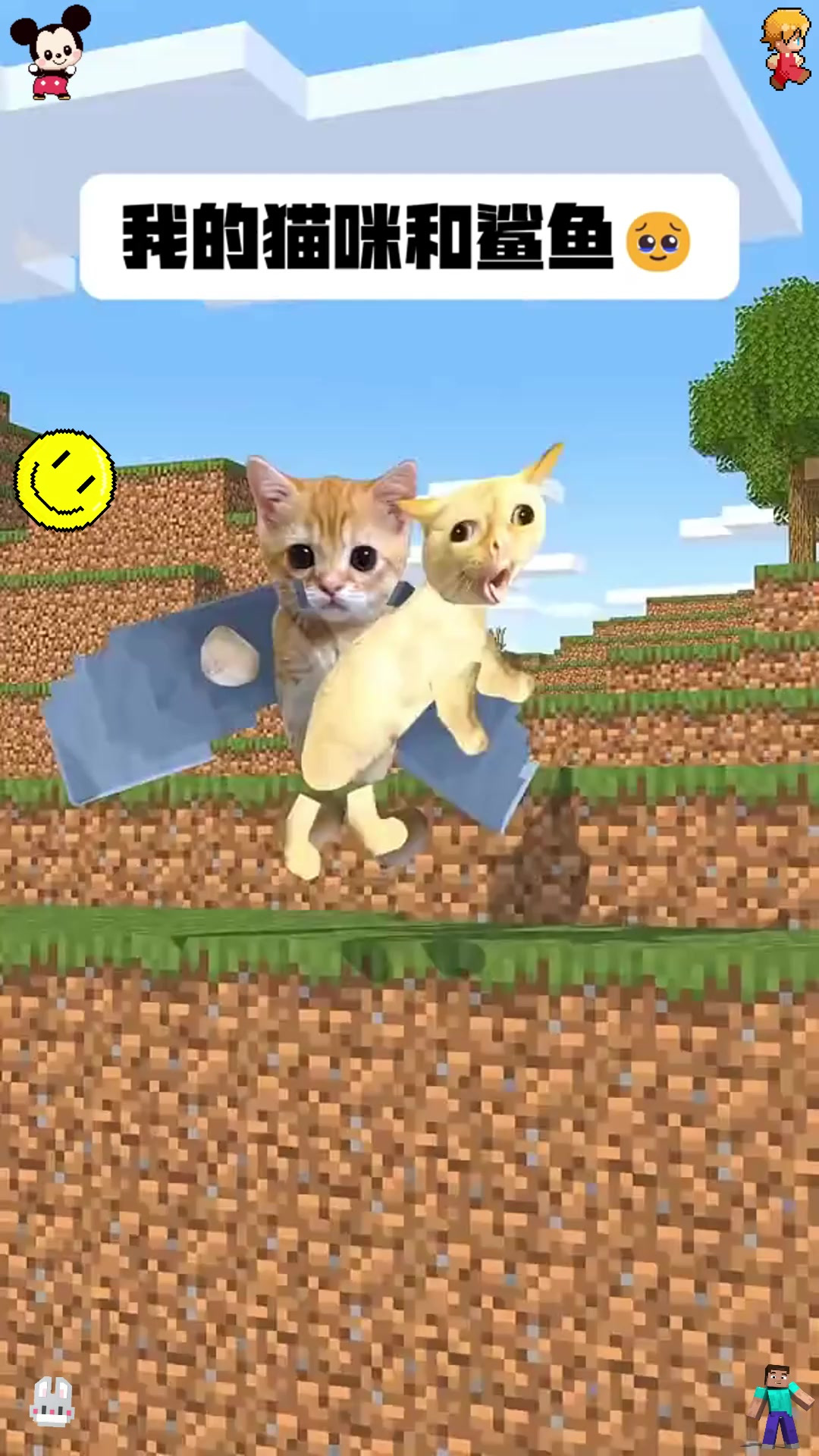 我的猫咪和鲨鱼!
