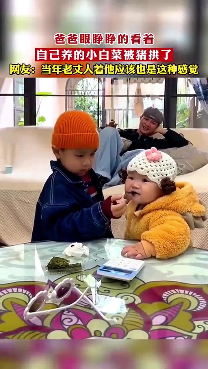 爸爸眼睁睁的看着，自己养的小白菜被别人家小猪拱了