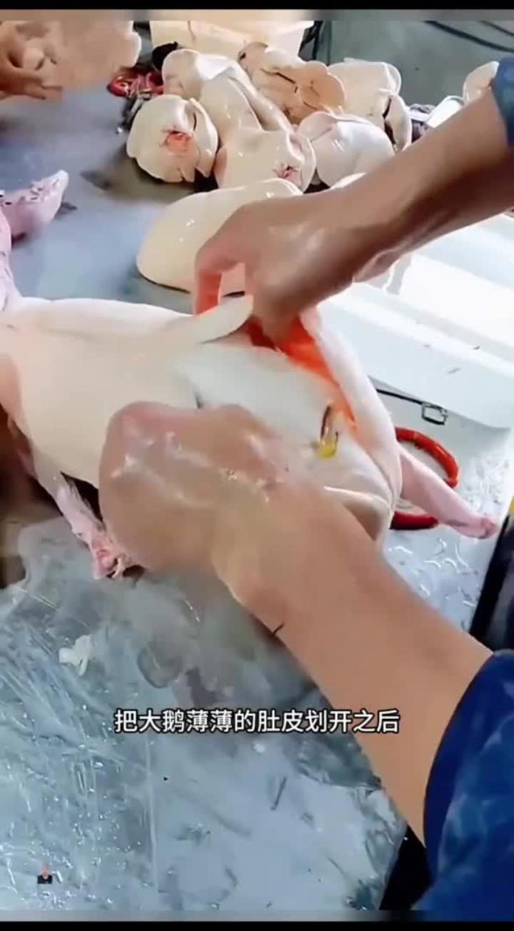 大鹅取鹅肝,鹅肝太大了