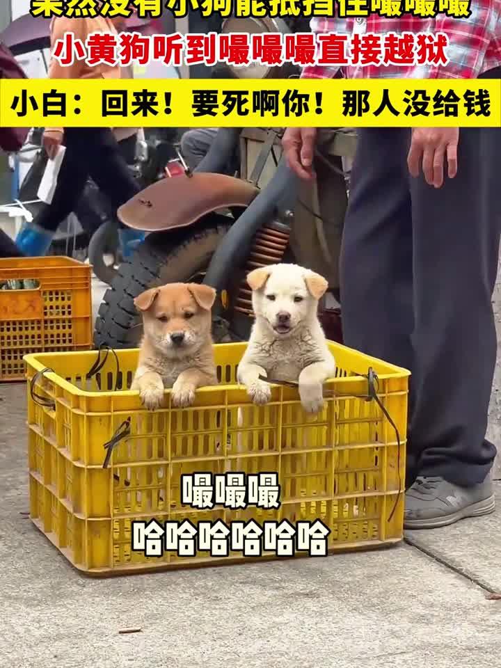果然没有小狗能抵挡住嘬嘬嘬,小黄狗听到嘬嘬嘬直接越狱,小白