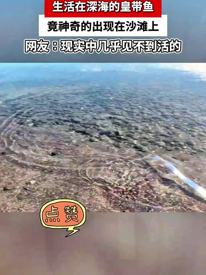 生活在深海的皇带鱼,竟神奇的出现在沙滩上