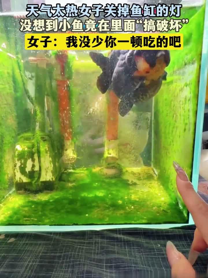 天气太热女子关掉鱼缸的灯，没想到小鱼竟在里面“搞破坏”