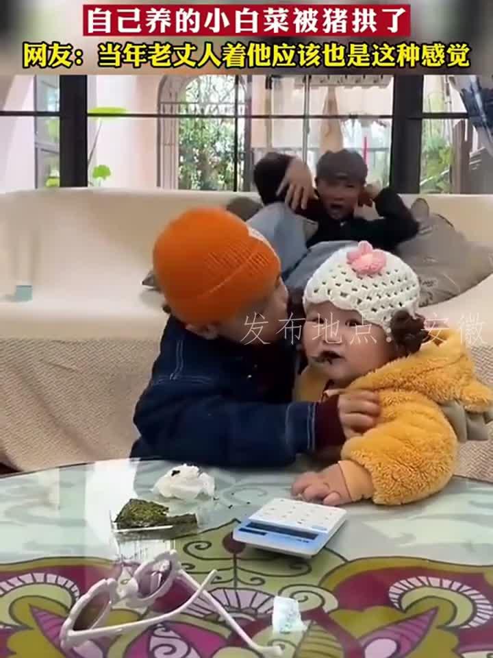 爸爸眼睁睁的看着，自己养的小白菜被别人家小猪拱了