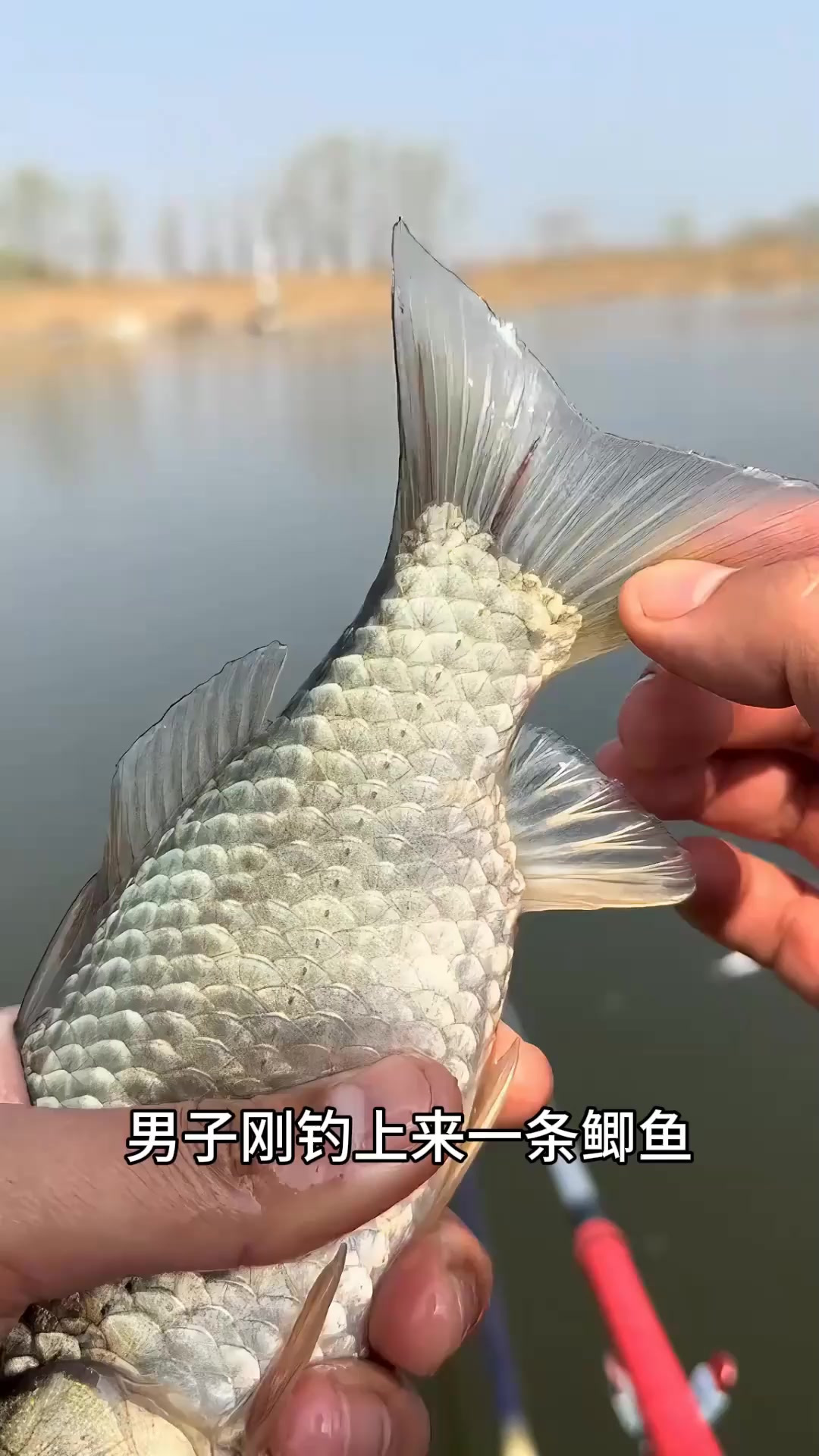 男子刚钓上来的鲫鱼,尾巴里挤出来红色的寄生虫