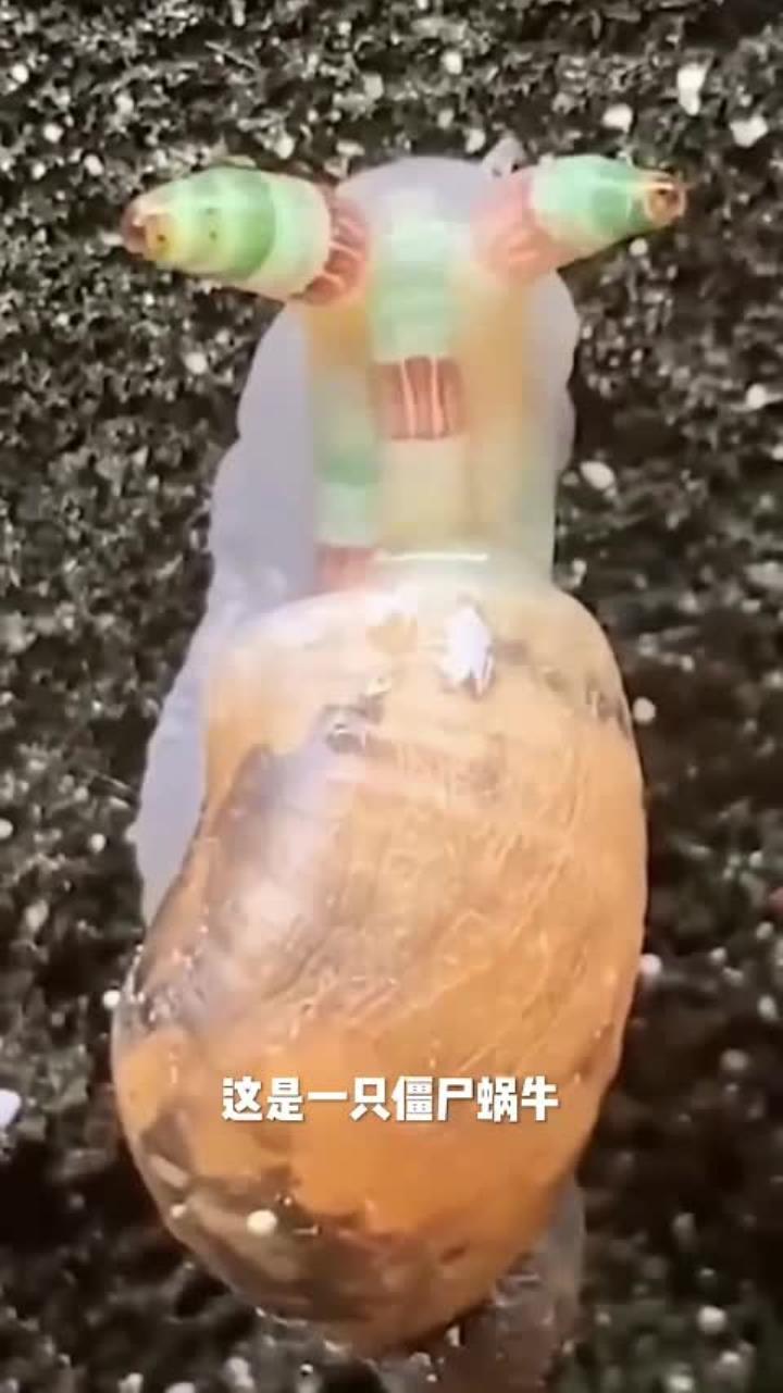 可怕的僵尸蜗牛