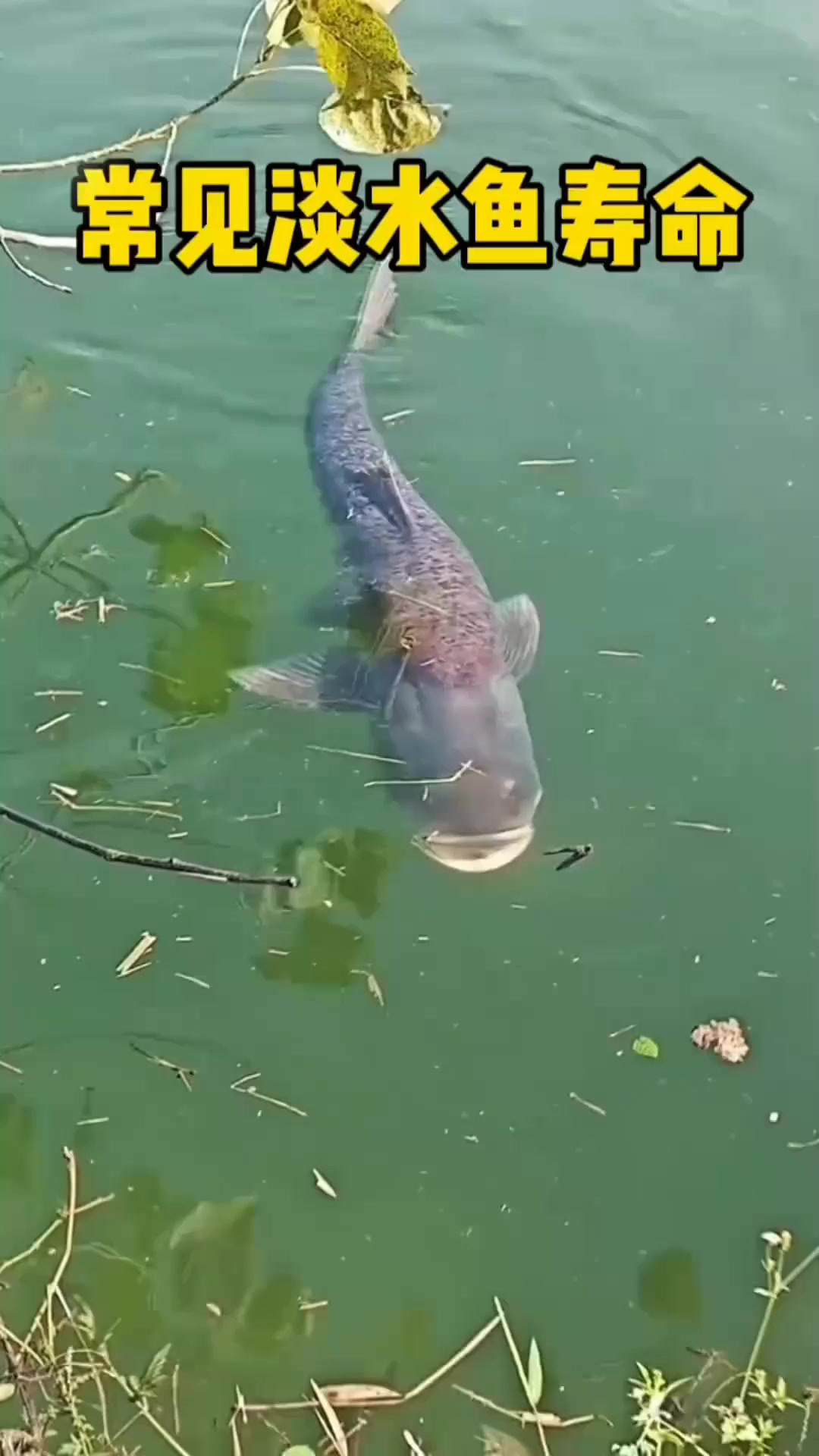 常见淡水鱼的寿命排行榜,以及能长到的最大个体,钓友们第一次钓