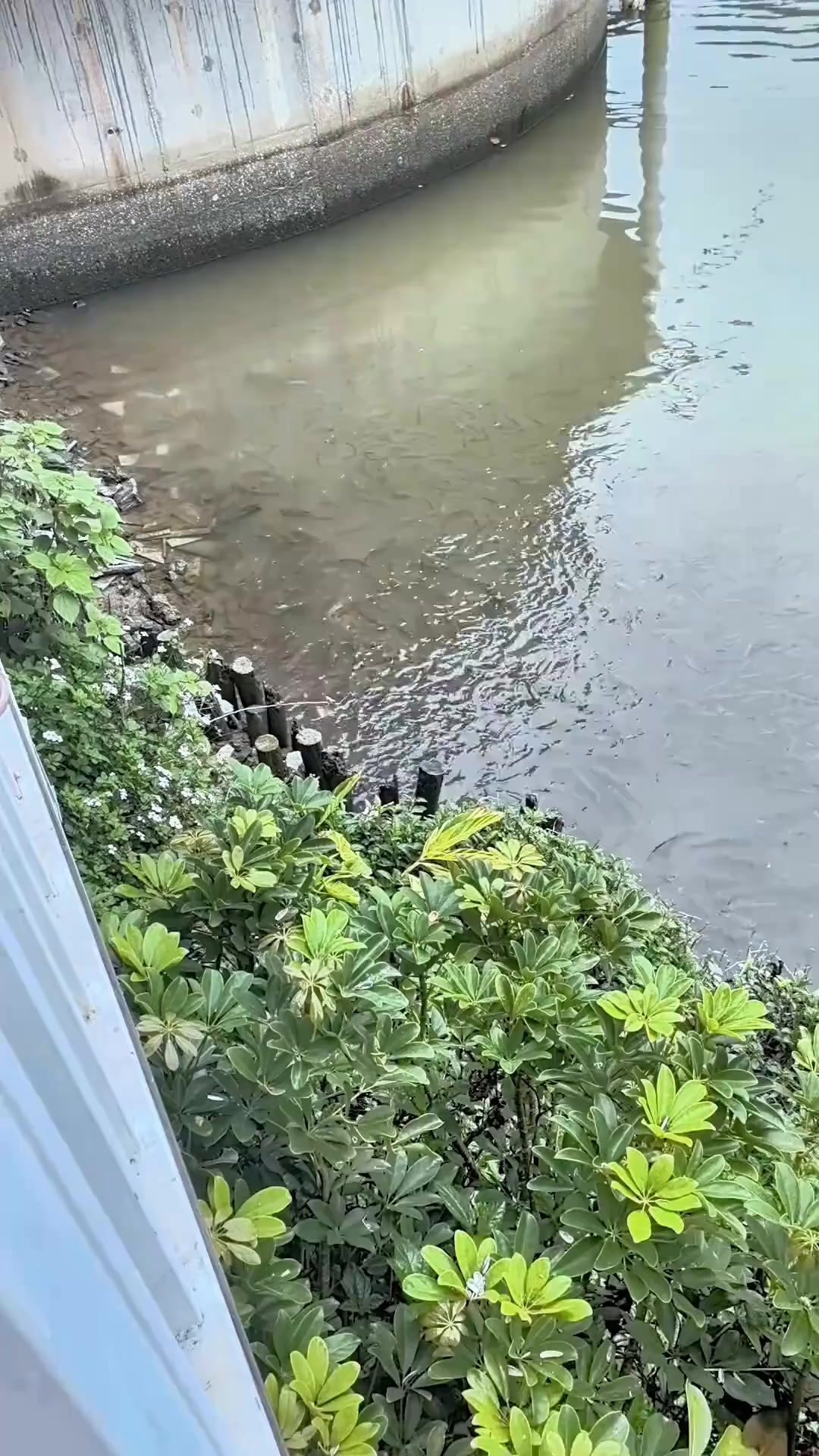 水塘的红眼鱼泛滥成灾,钓点在珠海湿地公园没有钓鱼人敢去钓