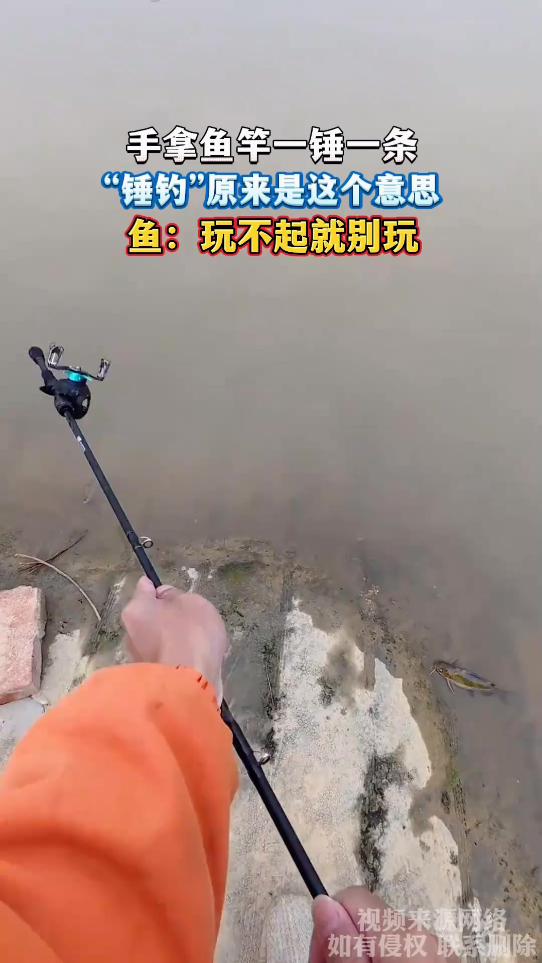 手拿鱼竿一锤一条,“锤钓”原来是这个意思,鱼:玩不起就别玩