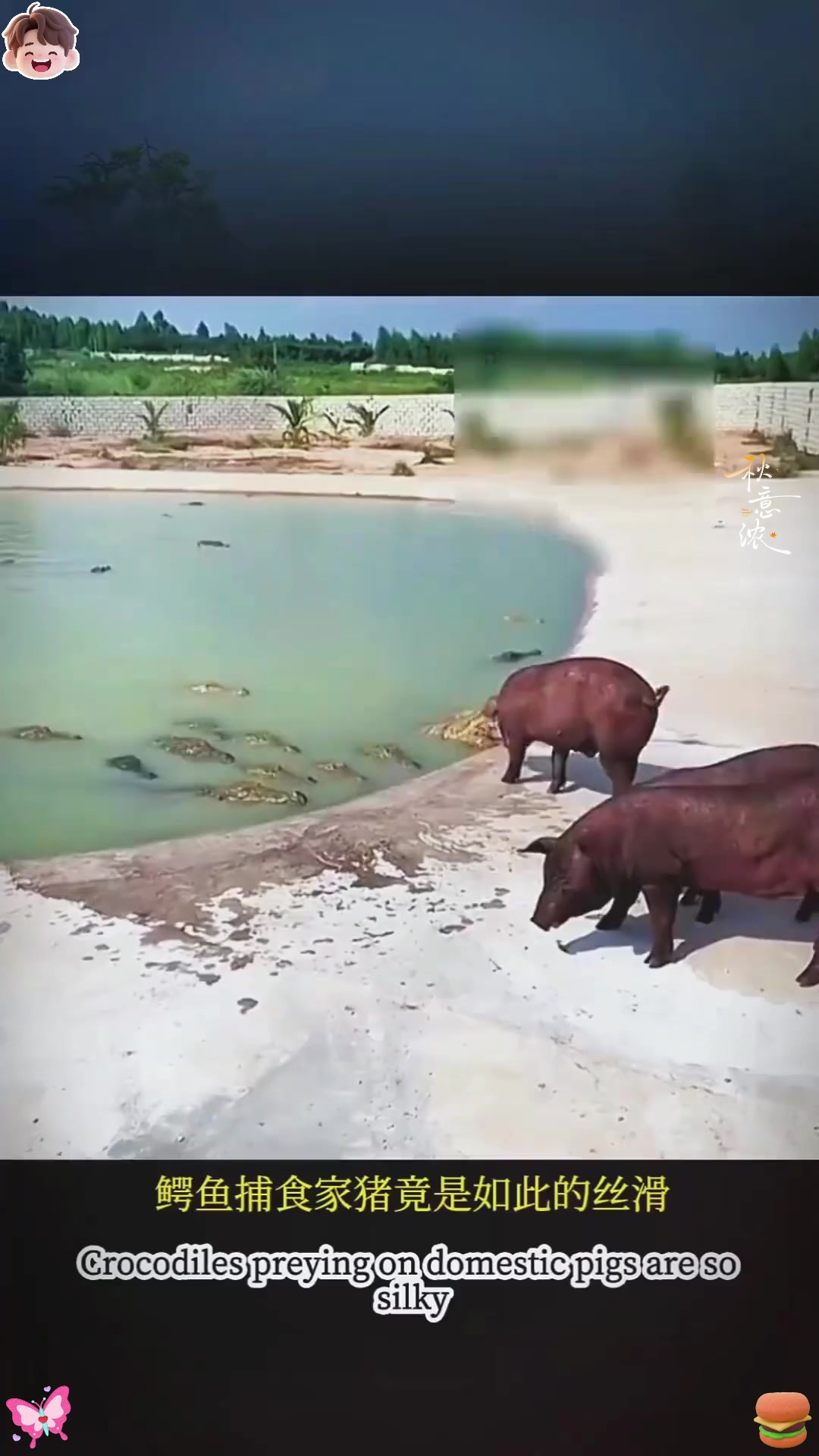 哇，看！鳄鱼偷袭野猪