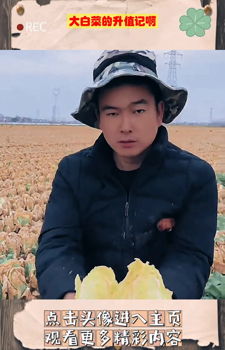大白菜的升值记啊