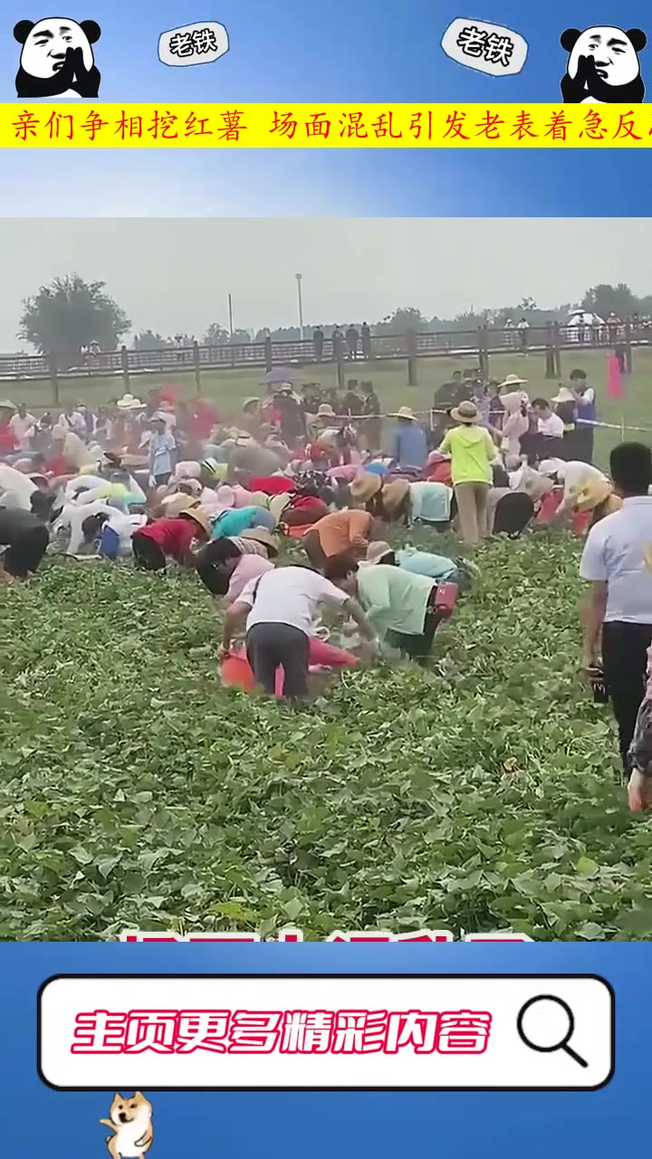 乡亲们争相挖红薯 场面混乱引发老表着急反思
