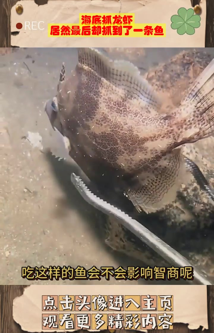海底抓龙虾，居然最后却抓到了一条鱼