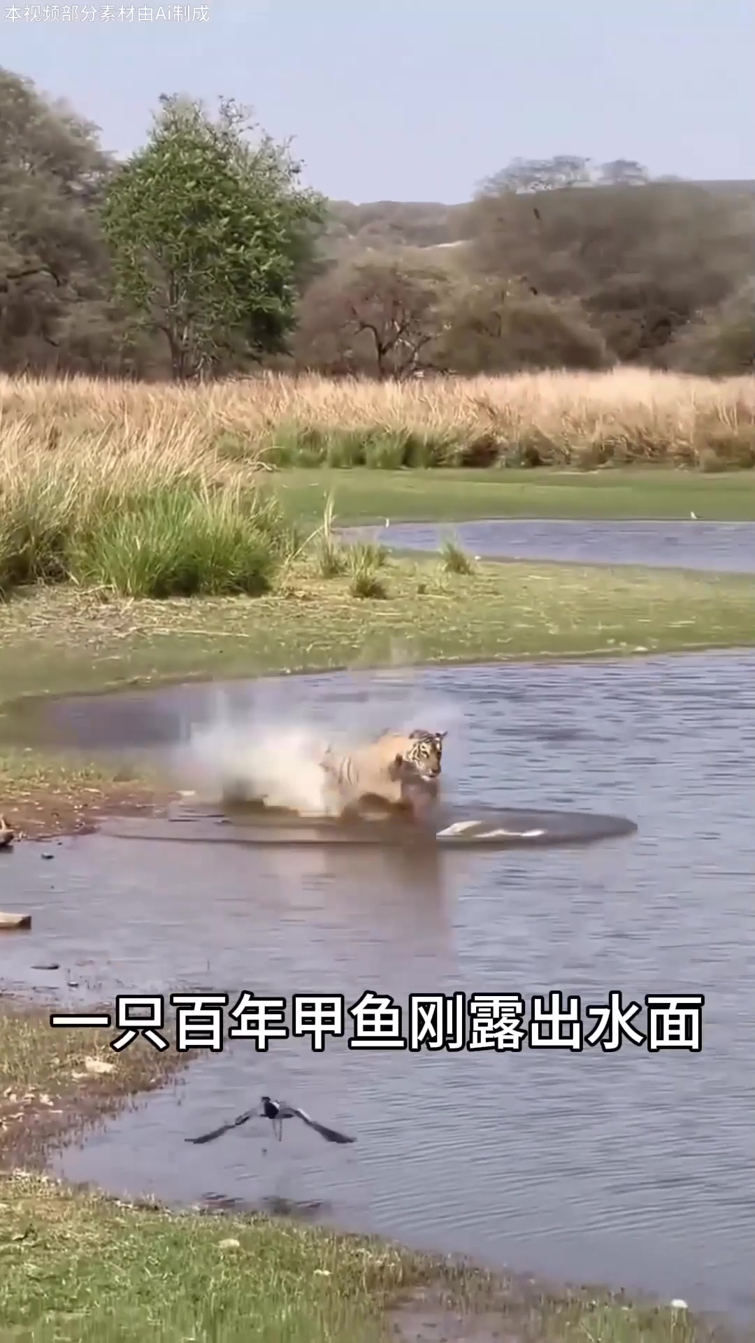 老虎抓到一只百年甲鱼,这下能好好补补身子了