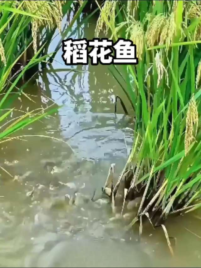 为什么以前很火的稻田养鱼模式现在很少见了