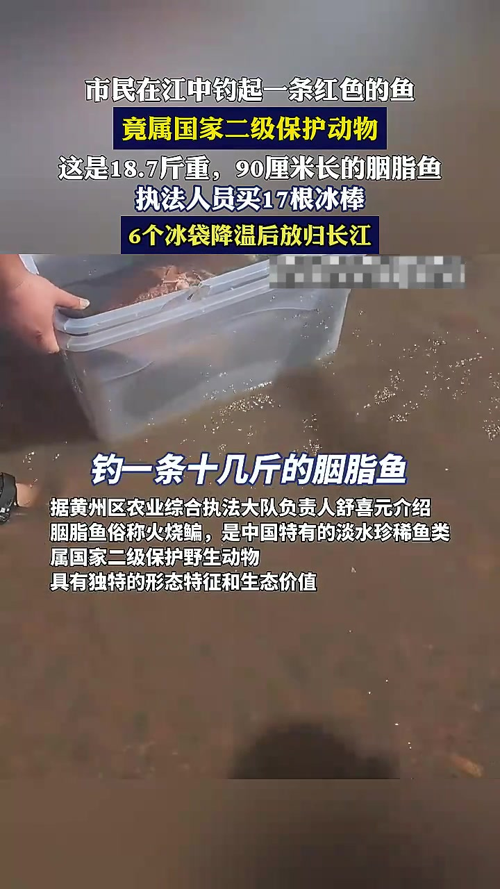 市民在江中钓起一条红色的鱼,竟属国家二级保护动物