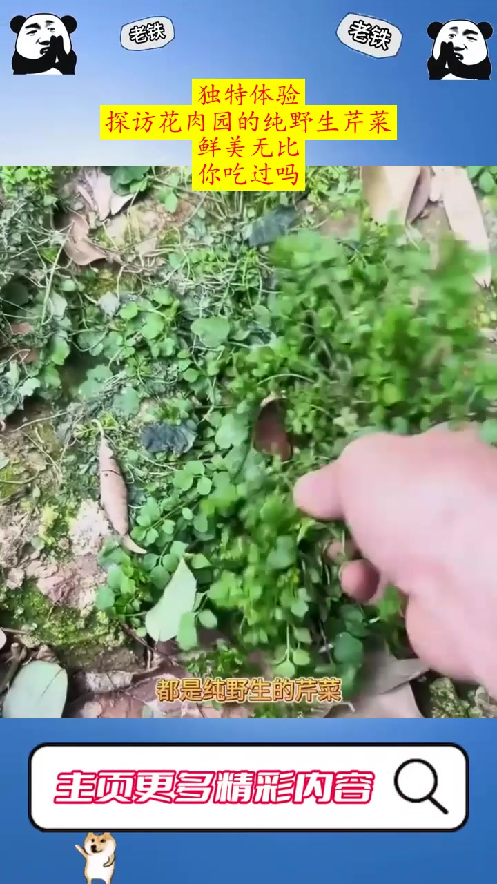 独特体验:探访花肉园的纯野生芹菜,鲜美无比,你吃过吗?
