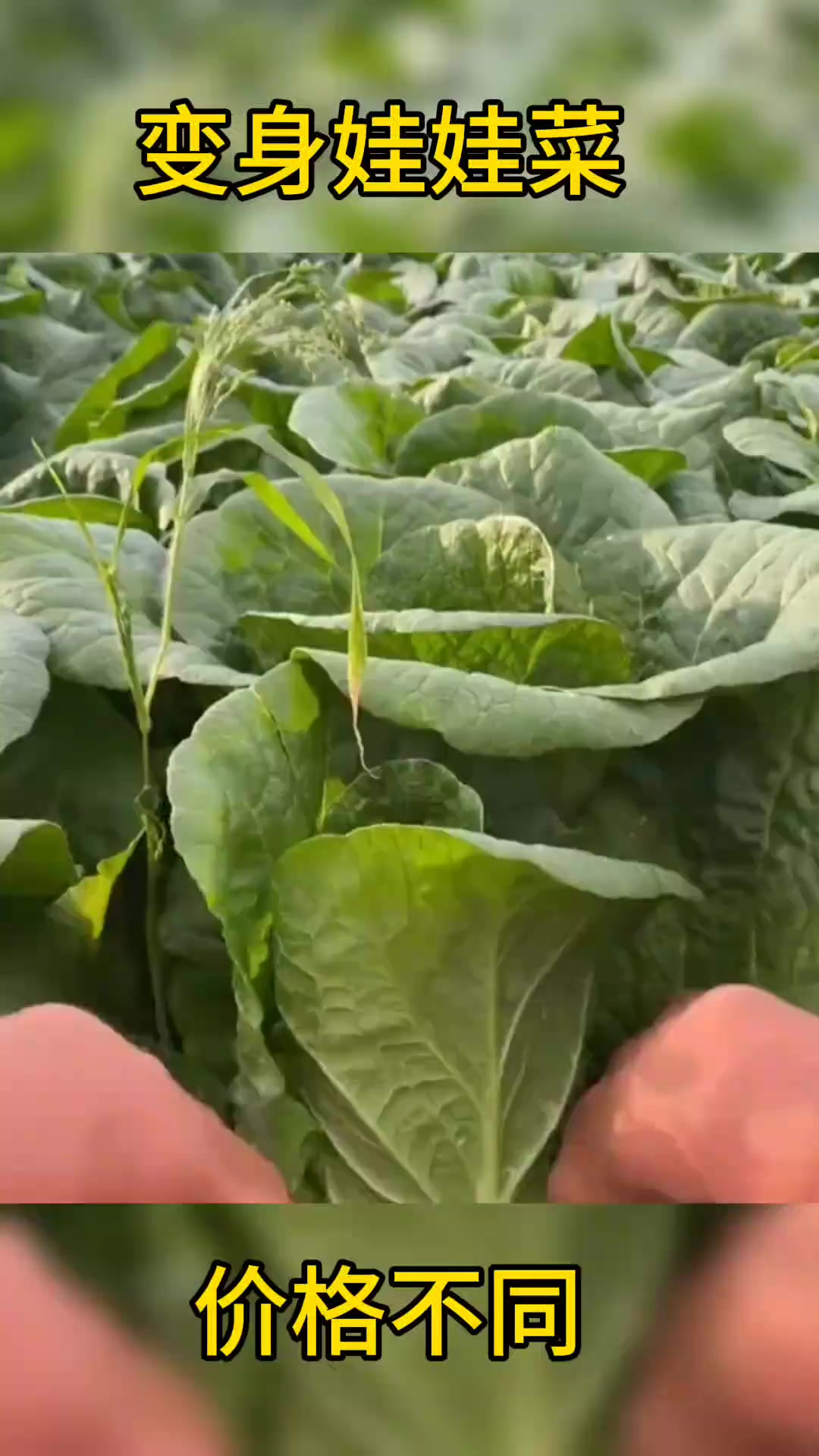 原来娃娃菜是大白菜变的