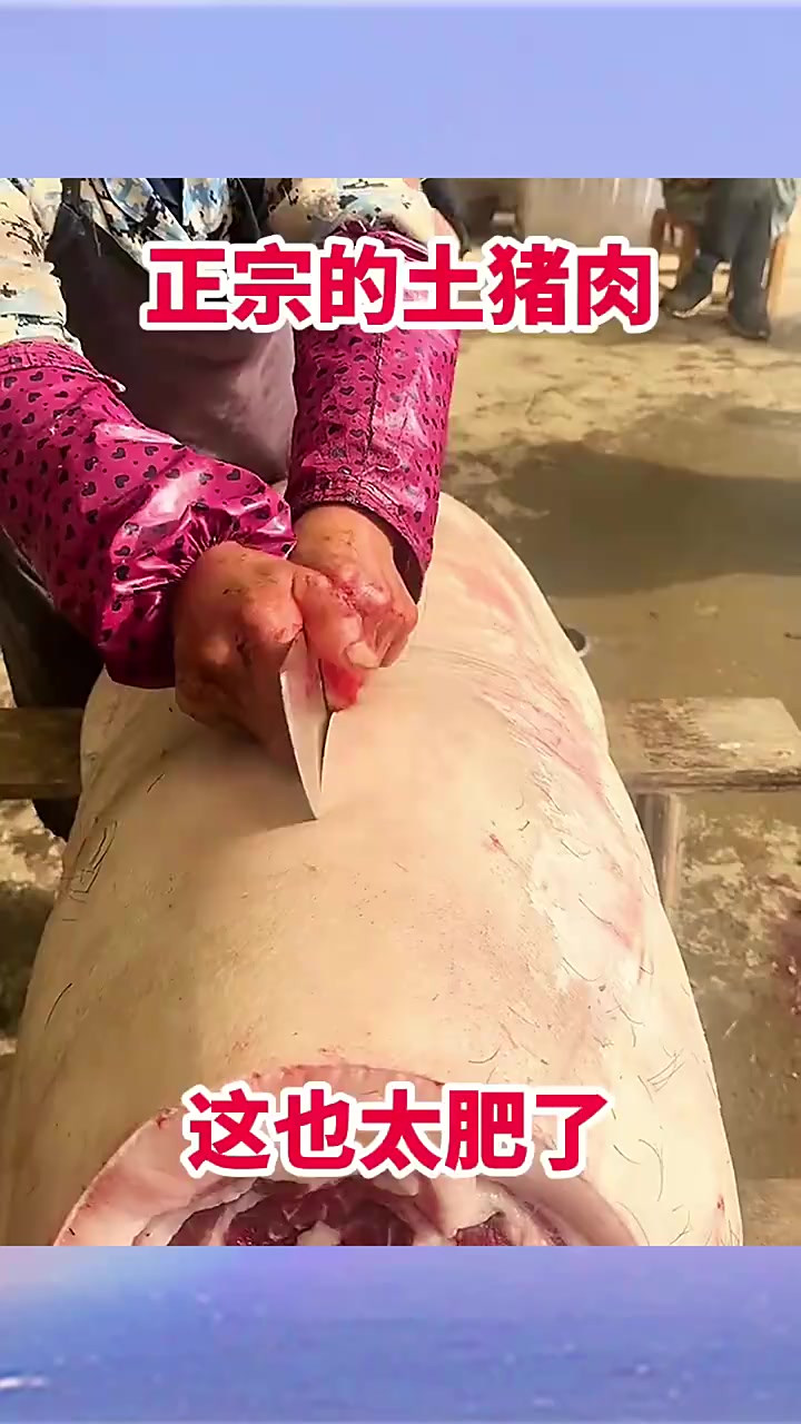 正宗的土猪肉，这也太肥了！