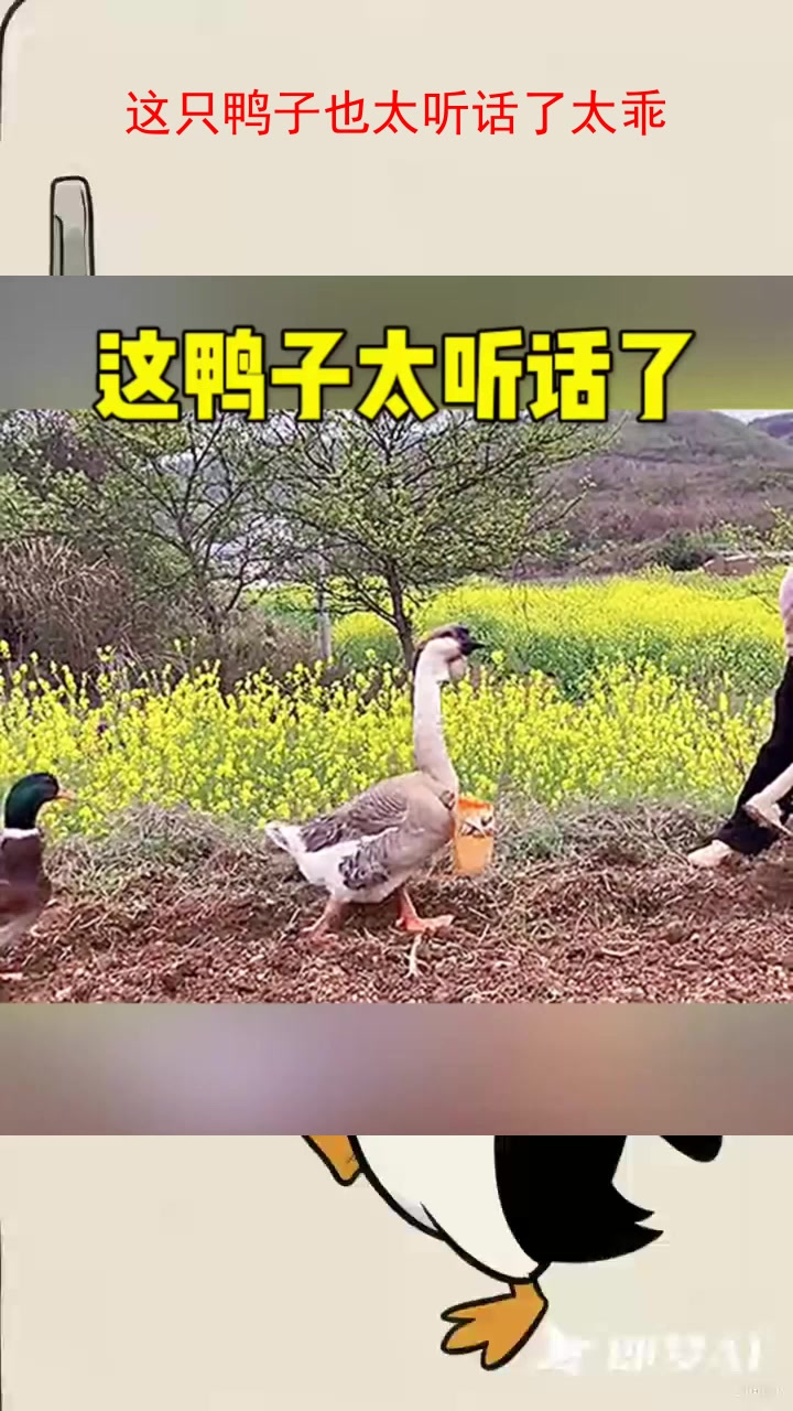 这只鸭子也太听话了太乖
