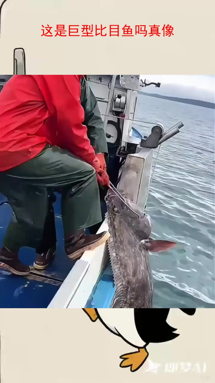 这是巨型比目鱼吗真像