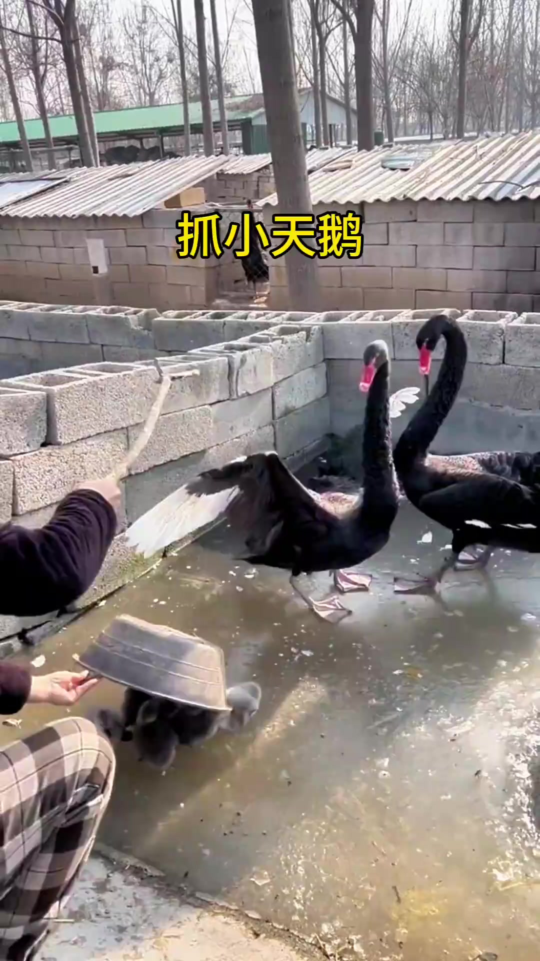 抓小天鹅，也需要斗智斗勇