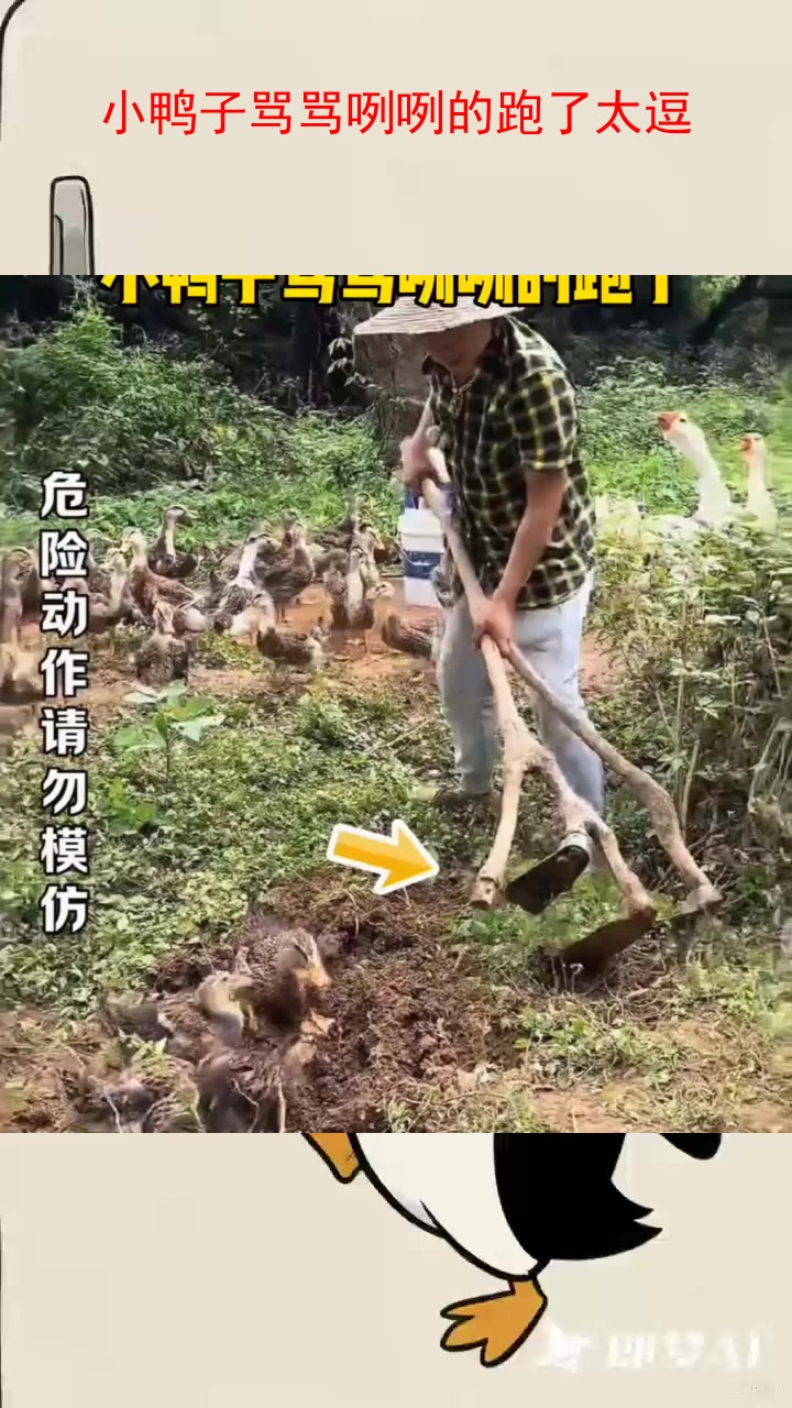 小鸭子骂骂咧咧的跑了太逗