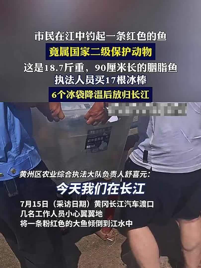 市民在江中钓起一条红色的鱼,竟属国家二级保护动物