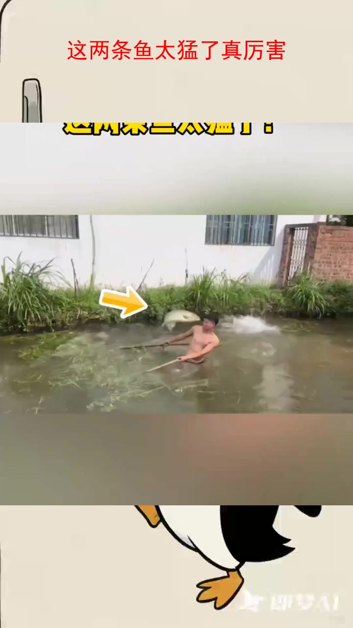 这两条鱼太猛了真厉害