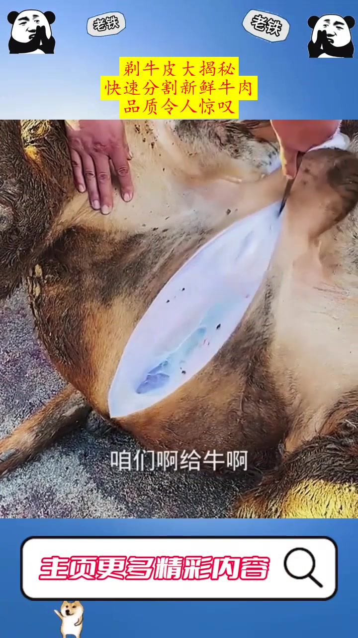 剃牛皮大揭秘:快速分割新鲜牛肉,品质令人惊叹!
