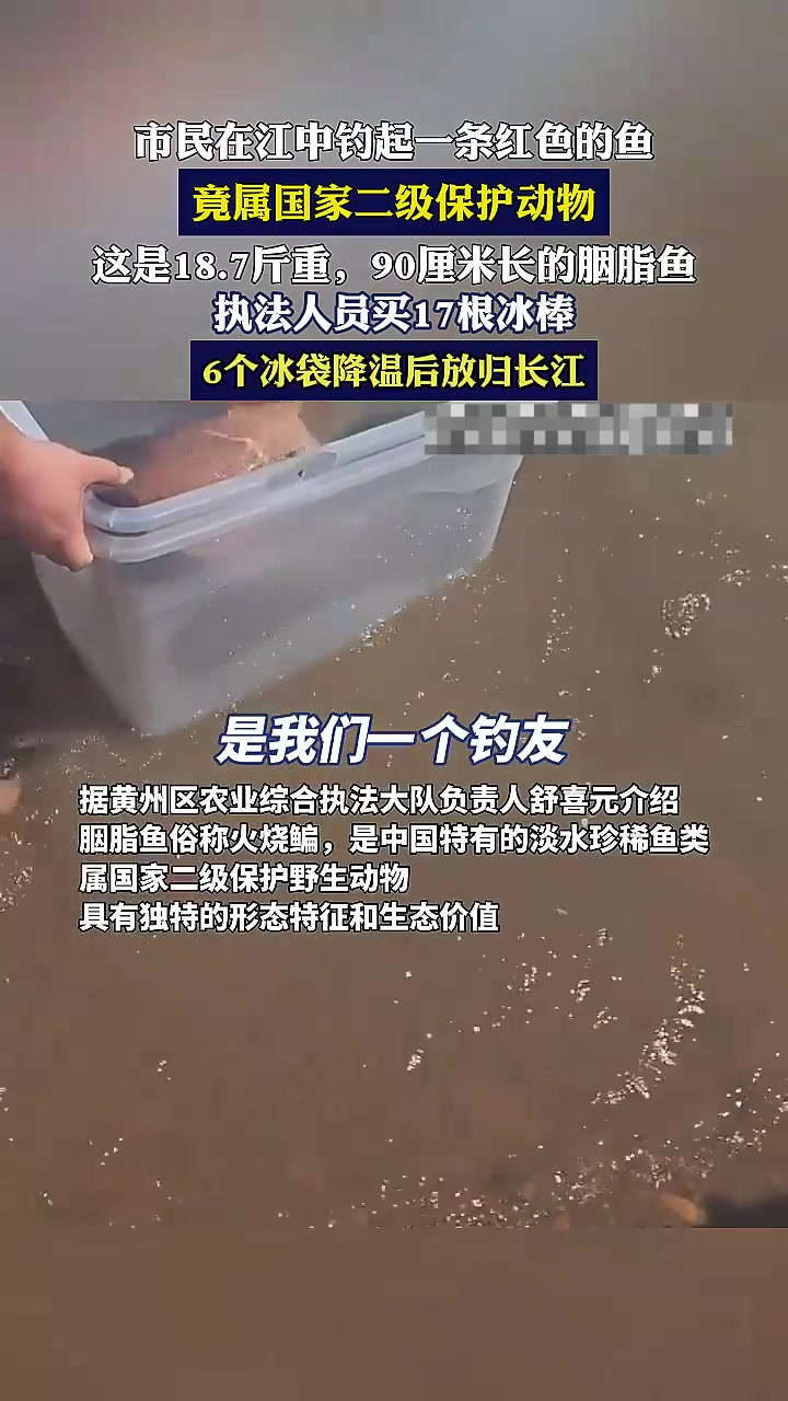 市民在江中钓起一条红色的鱼,竟属国家二级保护动物