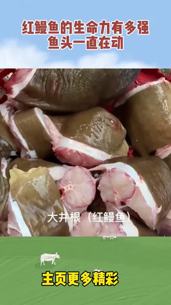 红鳗鱼的生命力有多强,鱼头一直在动!