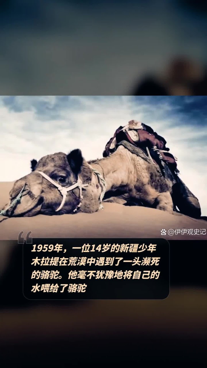 1959年,一位14岁的新疆少年木拉提在荒漠中遇到了一头濒死的骆驼