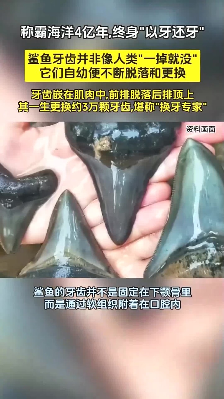 称霸海洋4亿年,终身“以牙还牙”!鲨鱼的牙齿究竟有什么秘密?