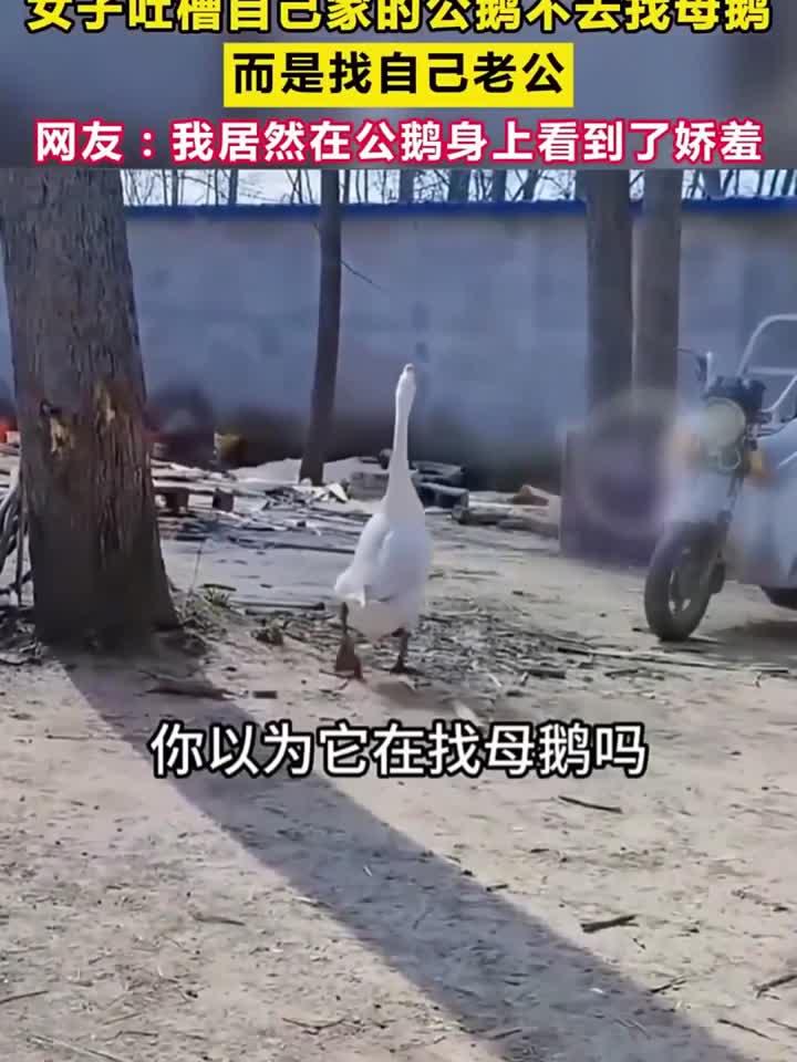 女子吐槽 自己家的 公鹅 不去找母鹅,而是找自己老公