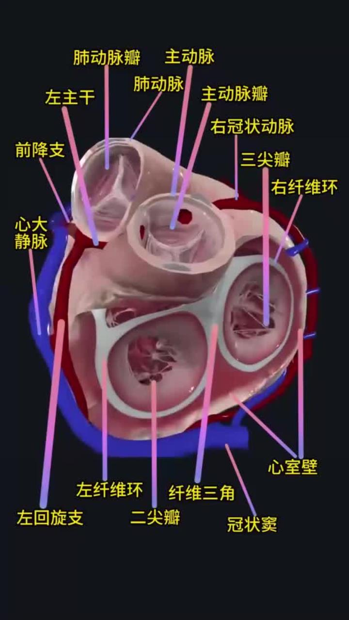 心脏的解剖结构!