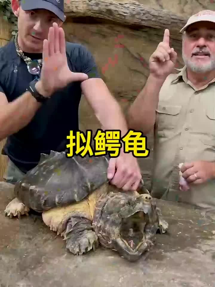 拟鳄龟你们见过吗?
