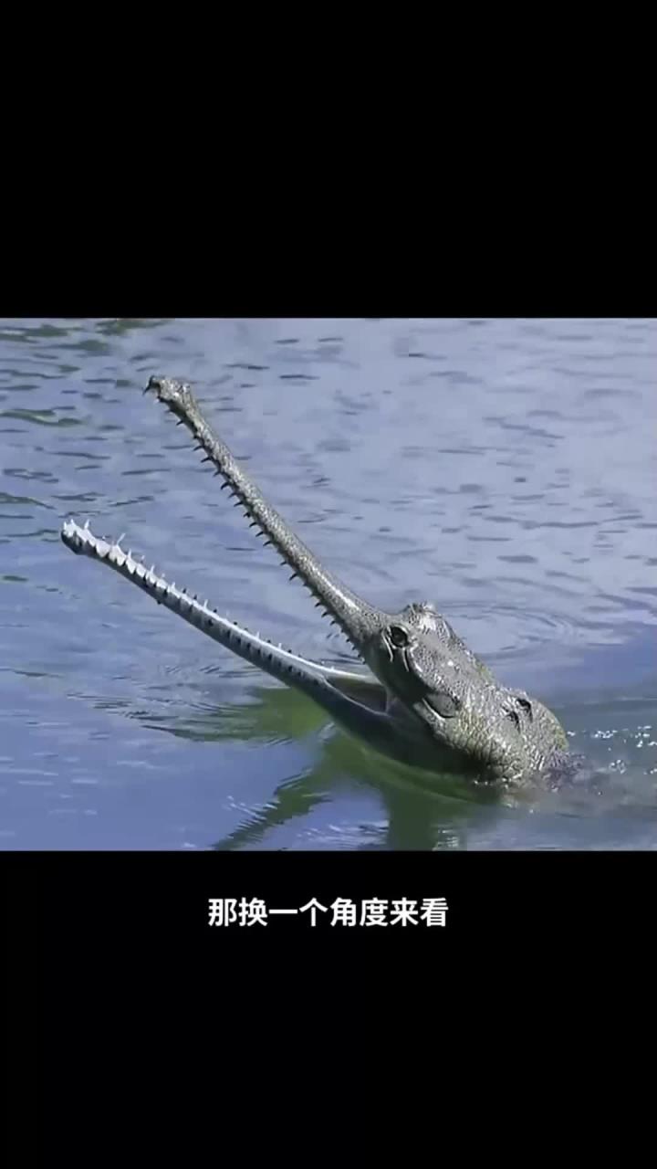 印度恒河里的鳄鱼，体型之大是全世界第一