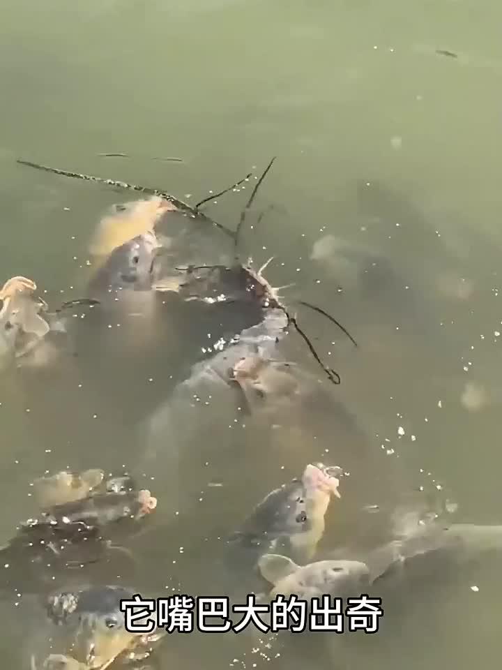 这是什么鱼,竟然还长胡须了
