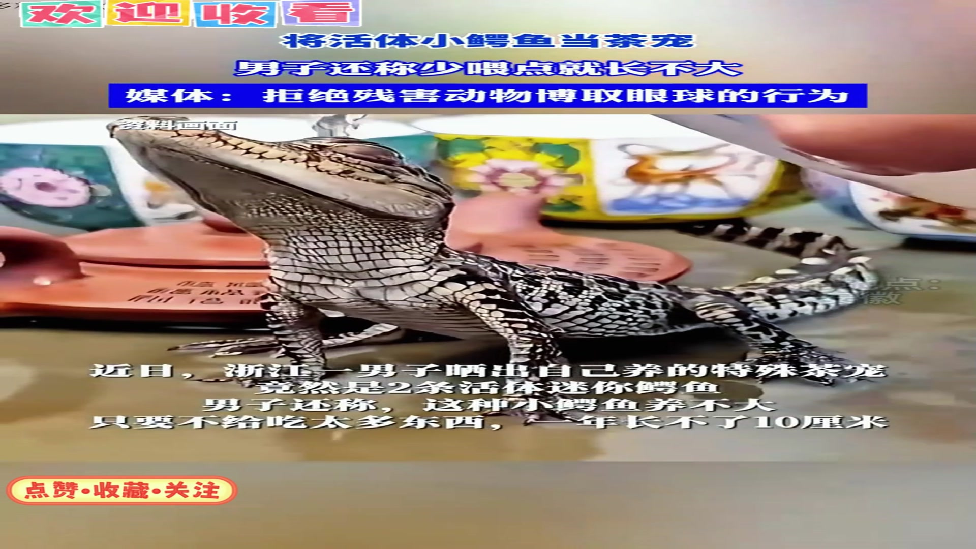 将活体小鳄鱼当茶宠，男子还称少喂点就长不大-汉字