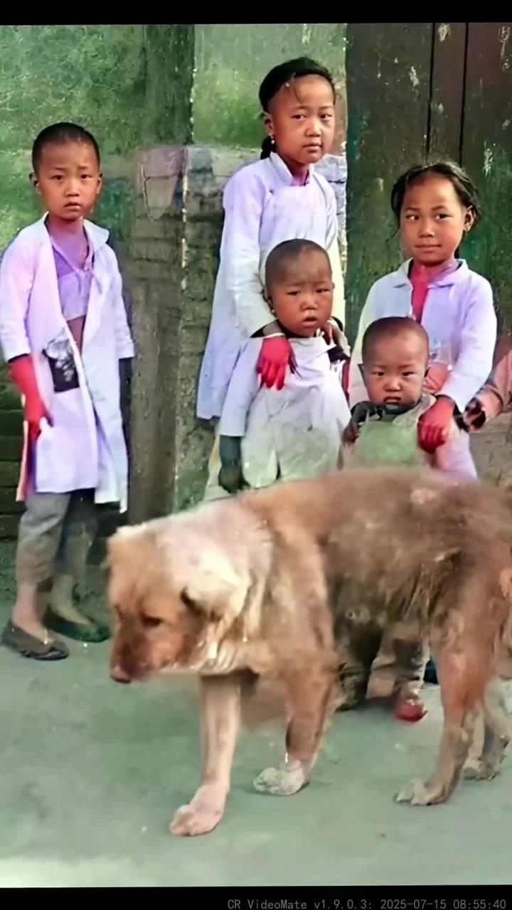 旧时,北京城中小康人家的标配就是“天棚鱼缸石榴树,老爷肥狗胖丫头”