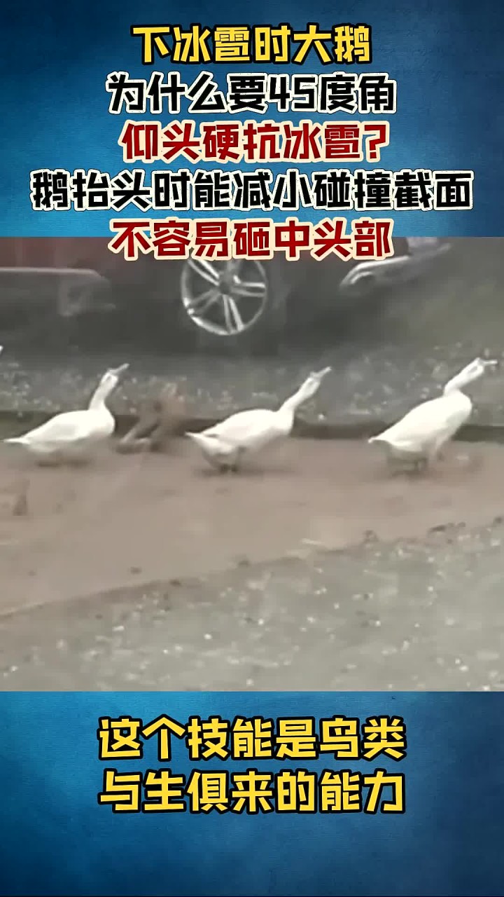 下冰雹时,大鹅为何以45度仰头应对冰雹?这真的是因为它们笨吗?