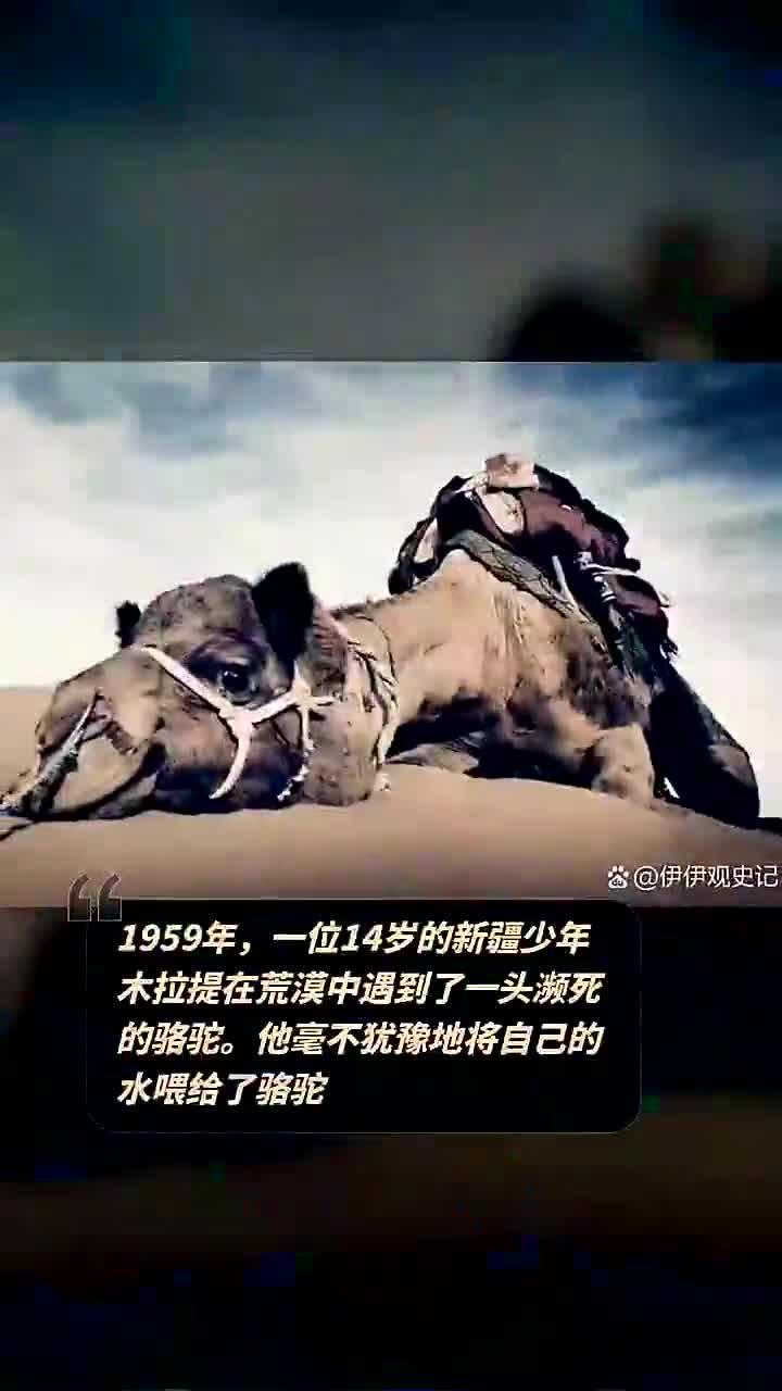 1959年,一位14岁的新疆少年木拉提在荒漠中遇到了一头濒死的骆驼